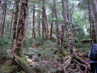 シラビソと苔むす森